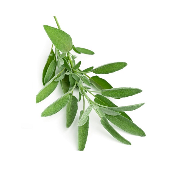 Sage